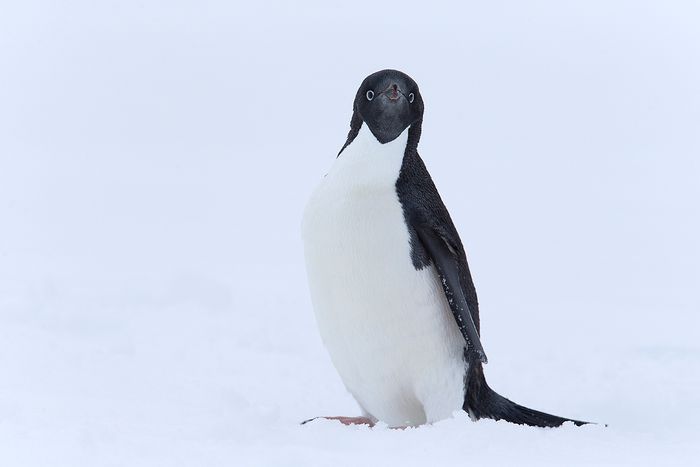 Pinguino Adelia - Adelie penguin - (Pygoscelis adeliae)