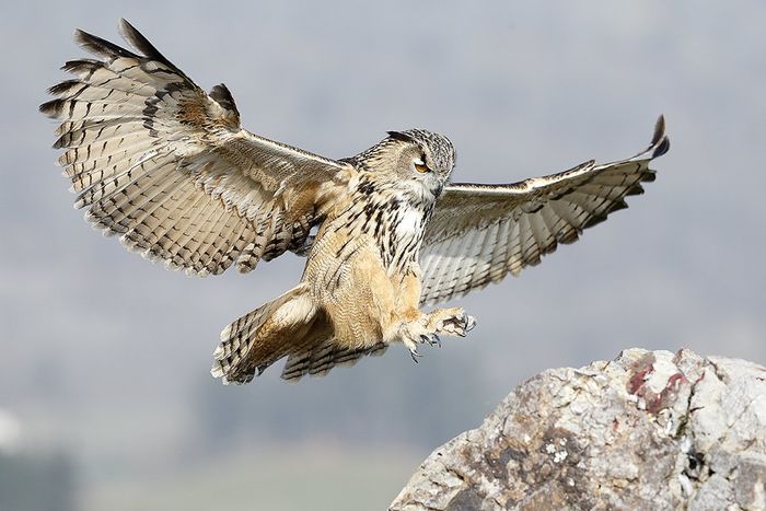 Buho Real-Eagle-Owl-(Buho buho)