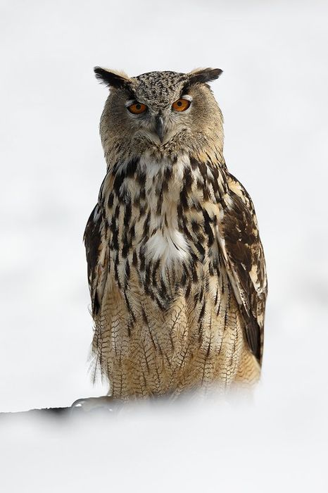 Buho Real-Eagle-Owl-(Buho buho)