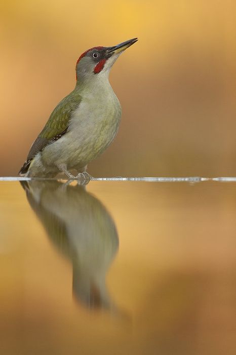 Pito Real-European Green Woodpecker-(Piars Viridis)
