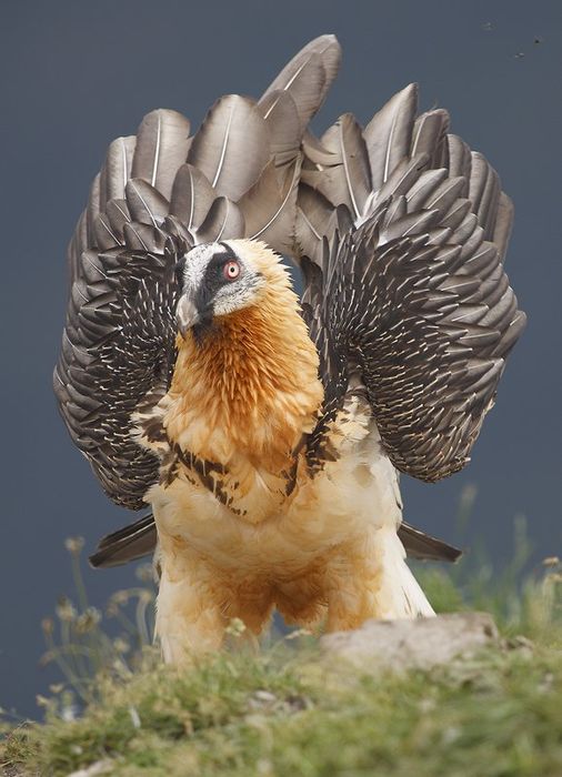 Quebrantahuesos-Bearded Vulture-Eagle-(Gypaetus barbatus)