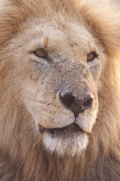 Leon-Lion-(Panthera leo) MasaiMara