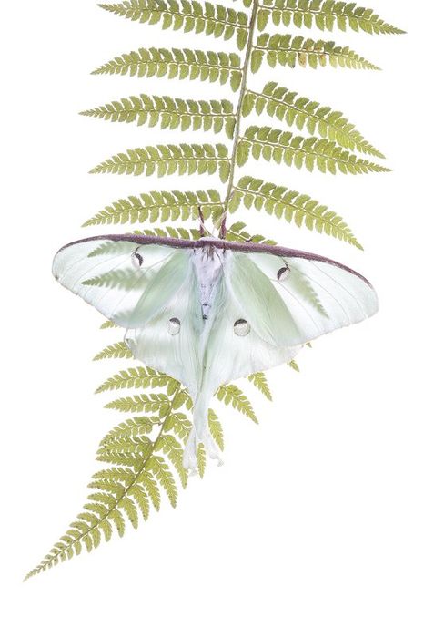 Mariposa Luna-Luna Moth-(Actias luna)