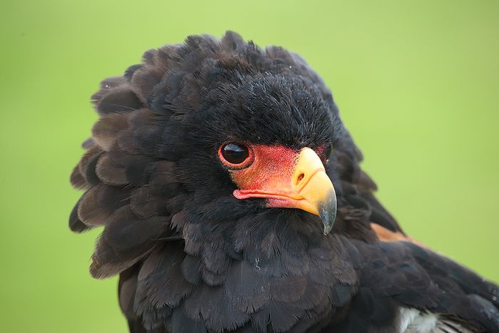 Aguila Volatinera (Terathopius ecaudatus)