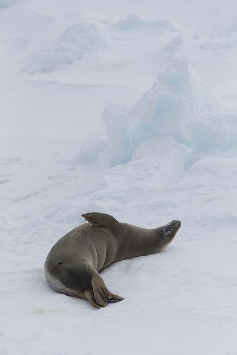 Foca de Weddell- Weddel seal- (Leptonychotes weddellii)