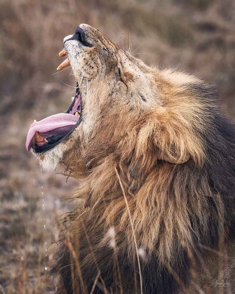 Masai Mara 2019