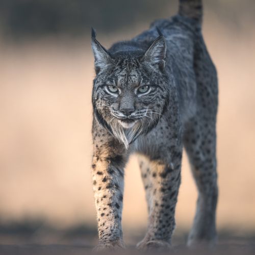 Lince ibérico