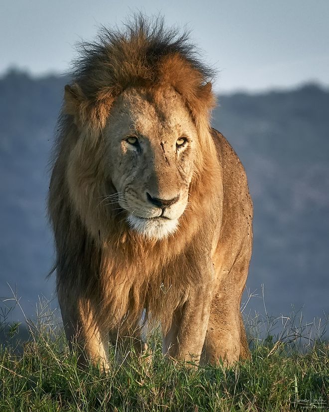 Masai Mara 2019