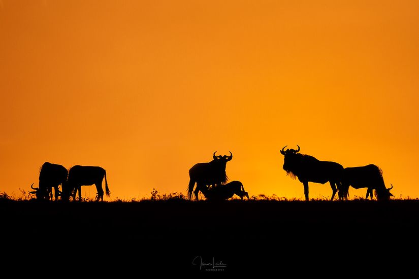 African sunrise - Masai Mara