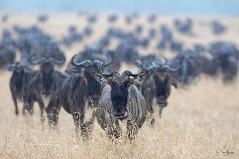 Wldebeest - Masai Mara