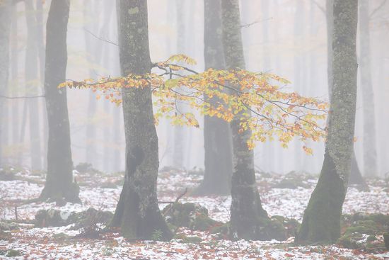 Bosque con niebla-Urbasa-otoño-Iñaki Bolumburu