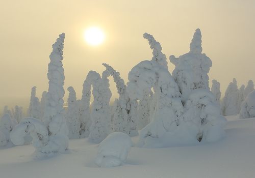 Niebla dorada II, Riisitunturi, Finlandia, Febrero 2013.