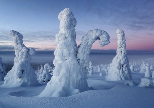 Frost, Riisitunturi, Finland, February 2013.