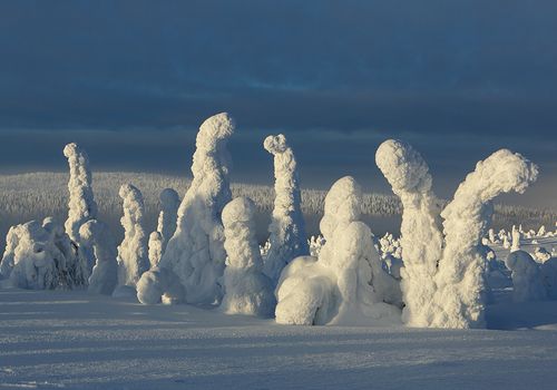 La taiga, Riisitunturi, Finlandia, Febrero 2013.
