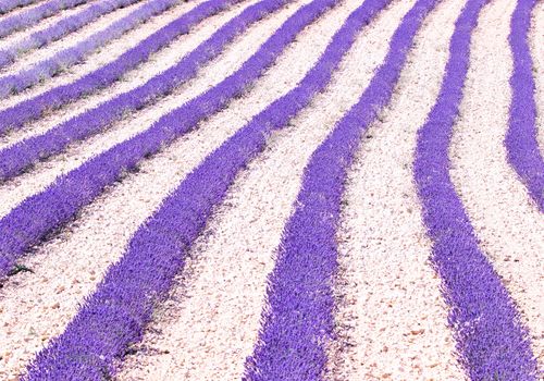 Olor a lavanda