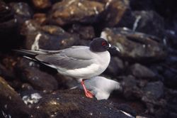 En las Galápagos