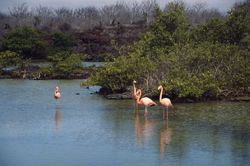 Flamencos en las Galápagos