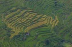 Yuanyang. Terrazas de arroz