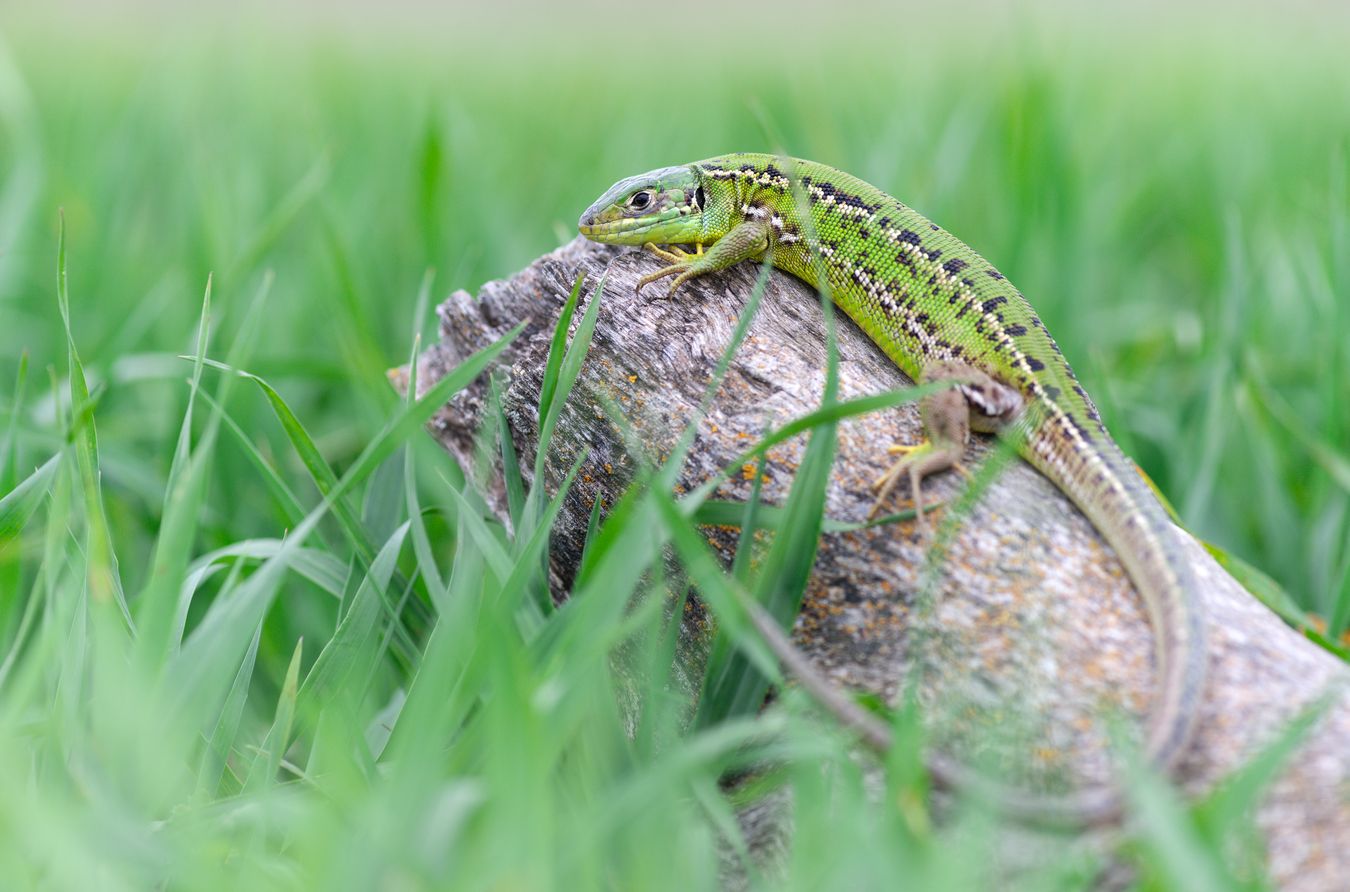 Lagarto verde occidental/ Lacerta bilineata (Burgos)