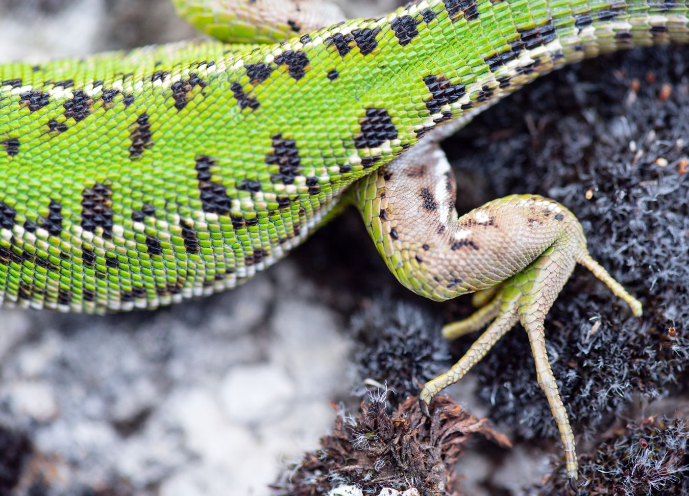 Lagarto verde occidental/ Lacerta bilineata (Burgos)