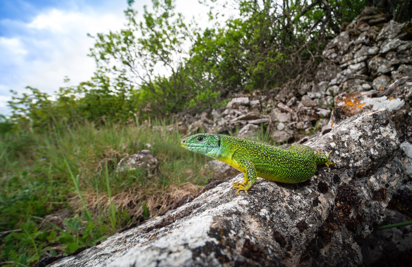 Lagarto verde occidental/ Lacerta bilineata (Burgos)