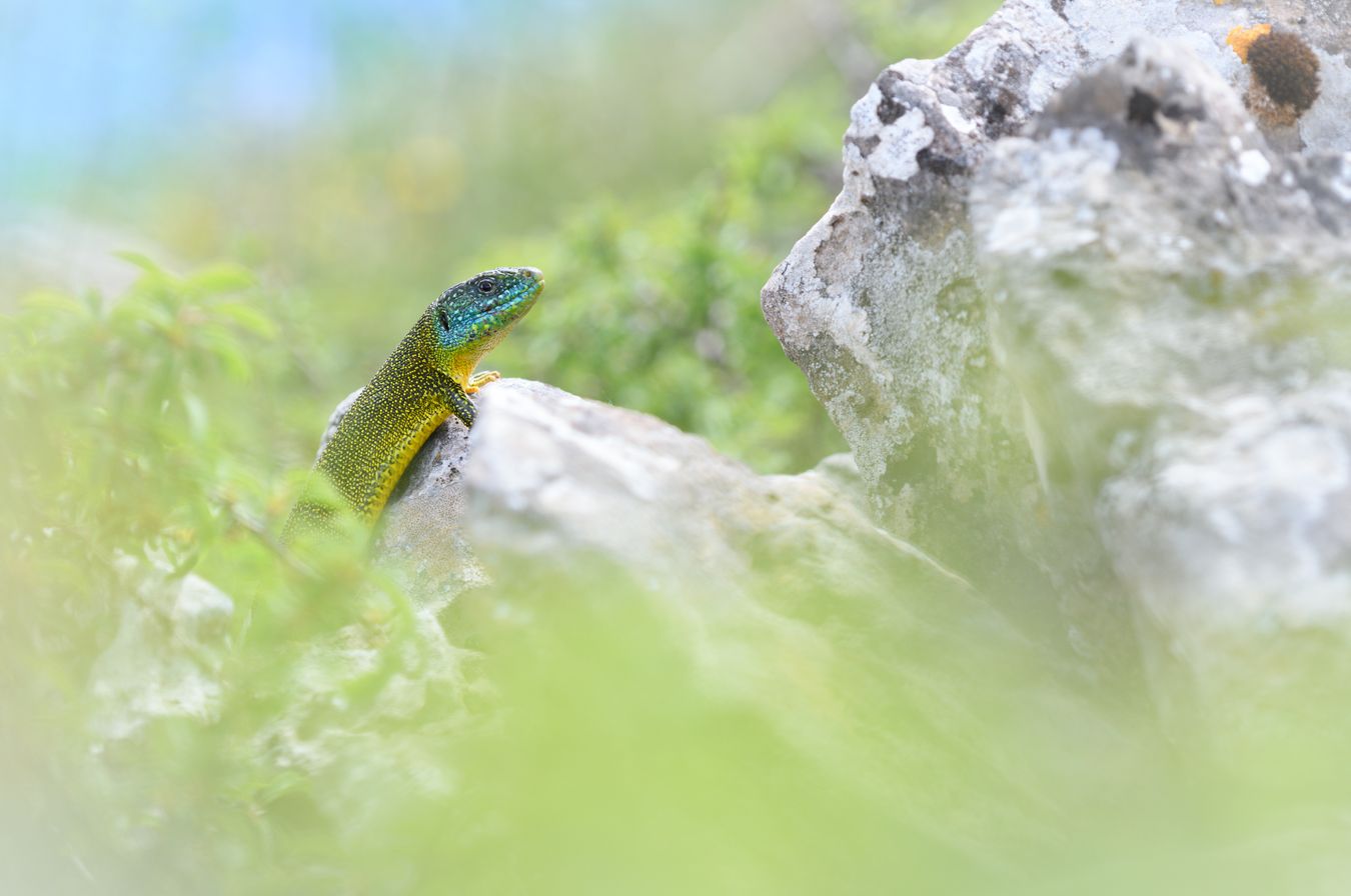 Lagarto verde occidental/ Lacerta bilineata (Burgos)