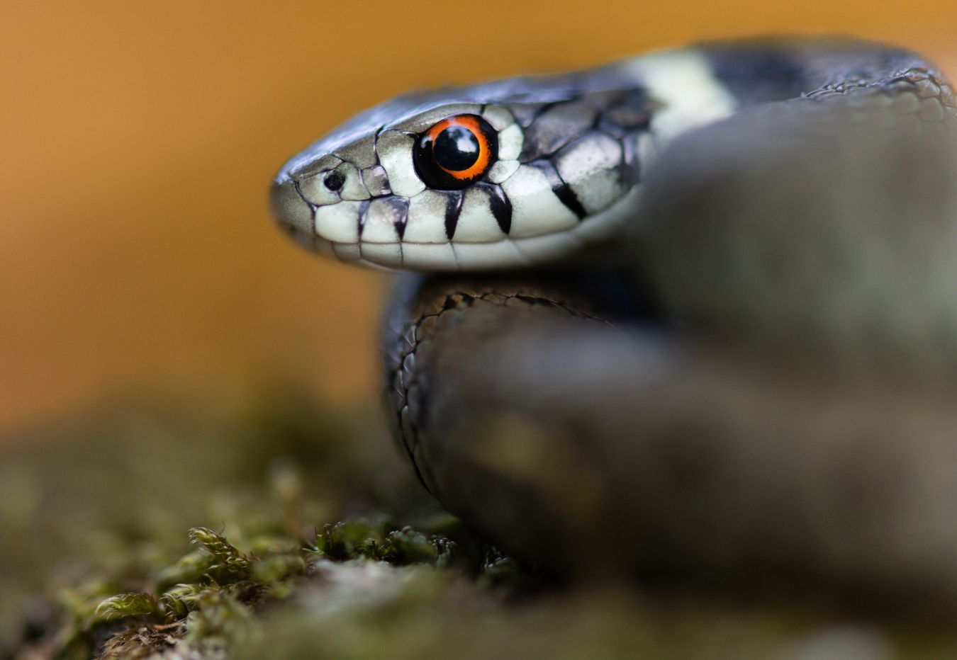 Culebra de collar ibérica/ Natrix astreptophora (Madrid)