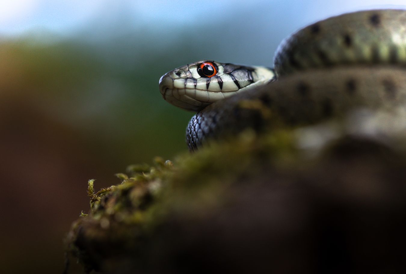 Culebra de collar ibérica/ Natrix astreptophora (Madrid)