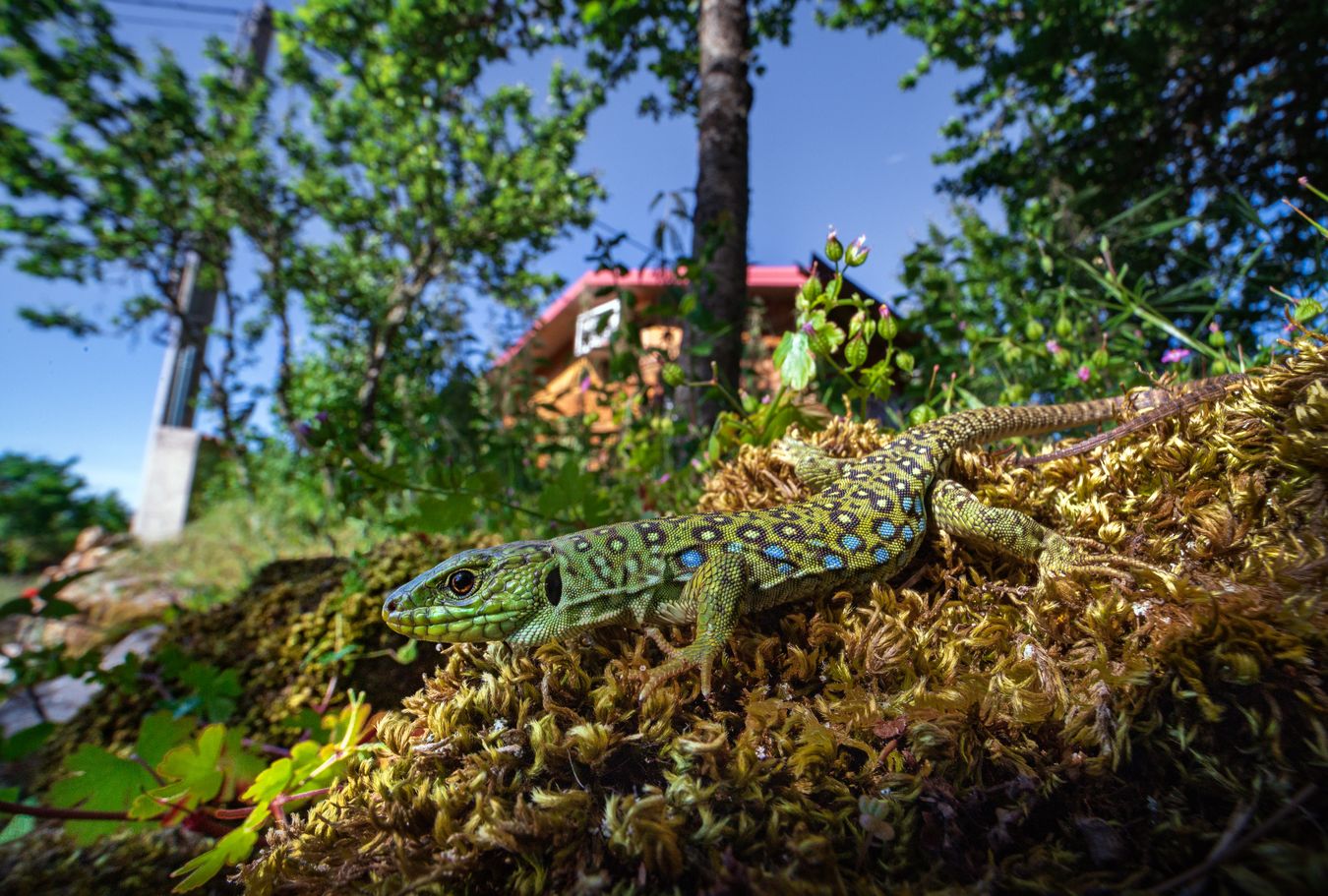 Lagarto ocelado/ Timon lepidus (Madrid)