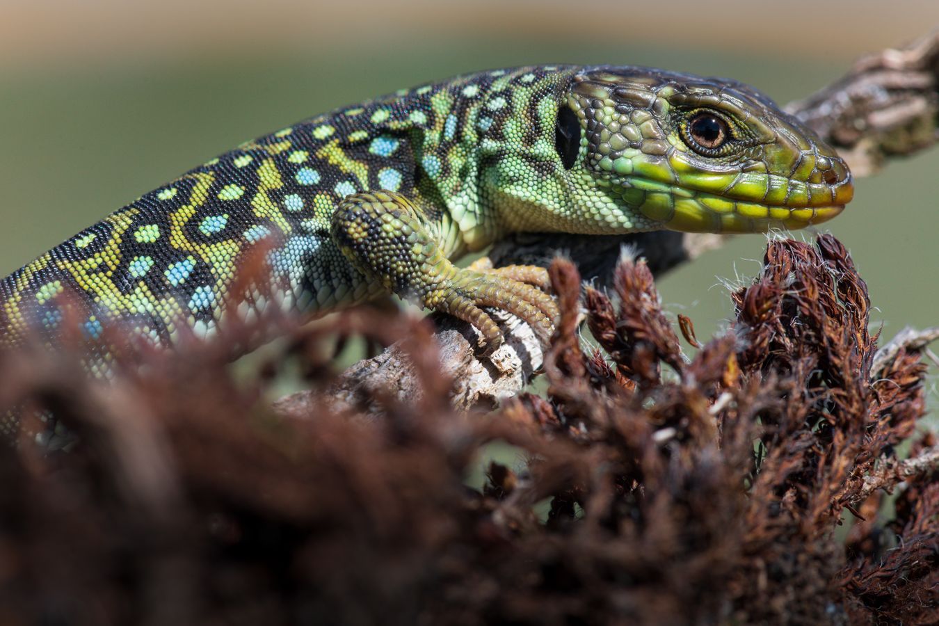 Lagarto ocelado/ Timon lepidus (Madrid)