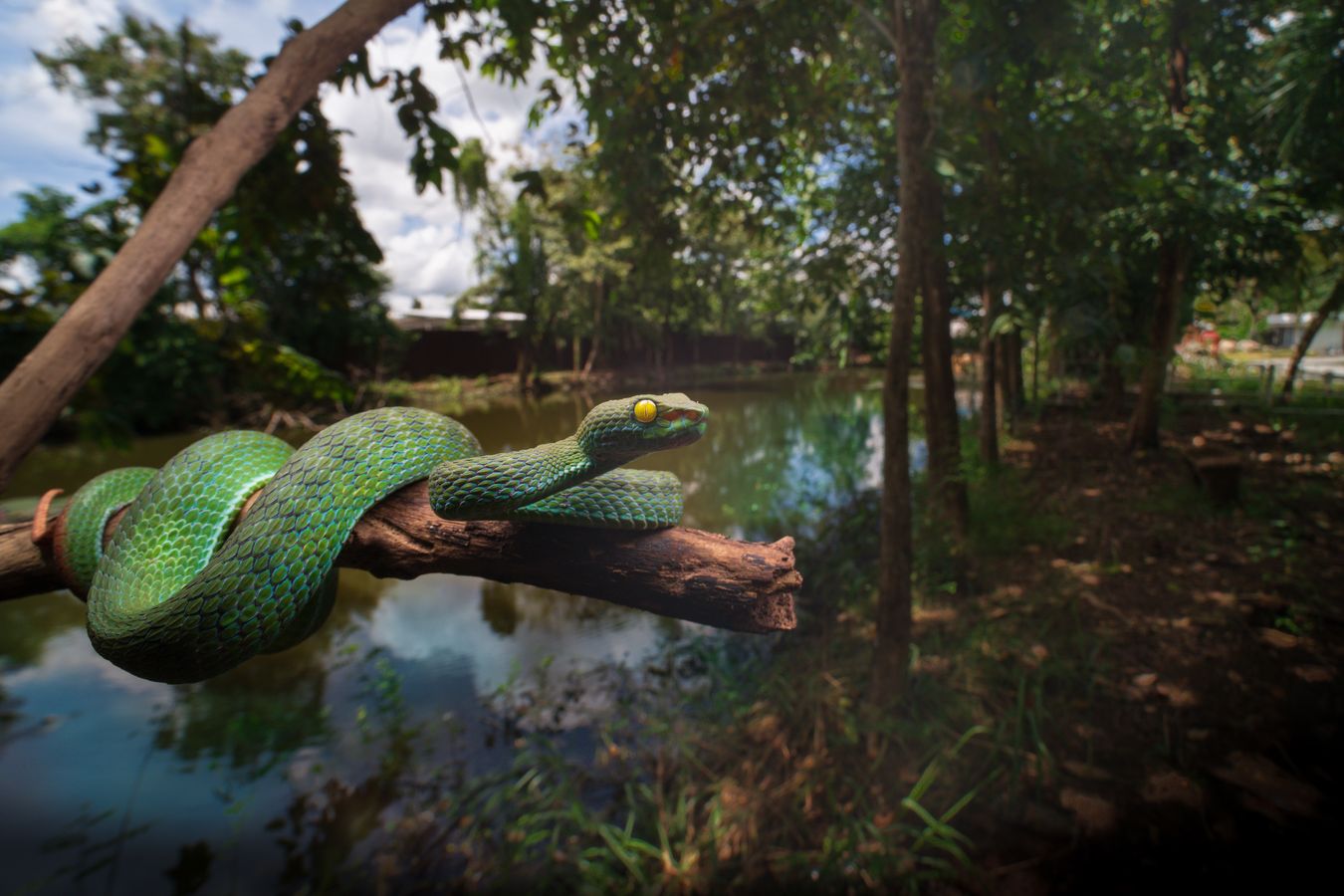 Víbora arborícola de ojos grandes/ Trimeresurus macrops (Taiilandia)