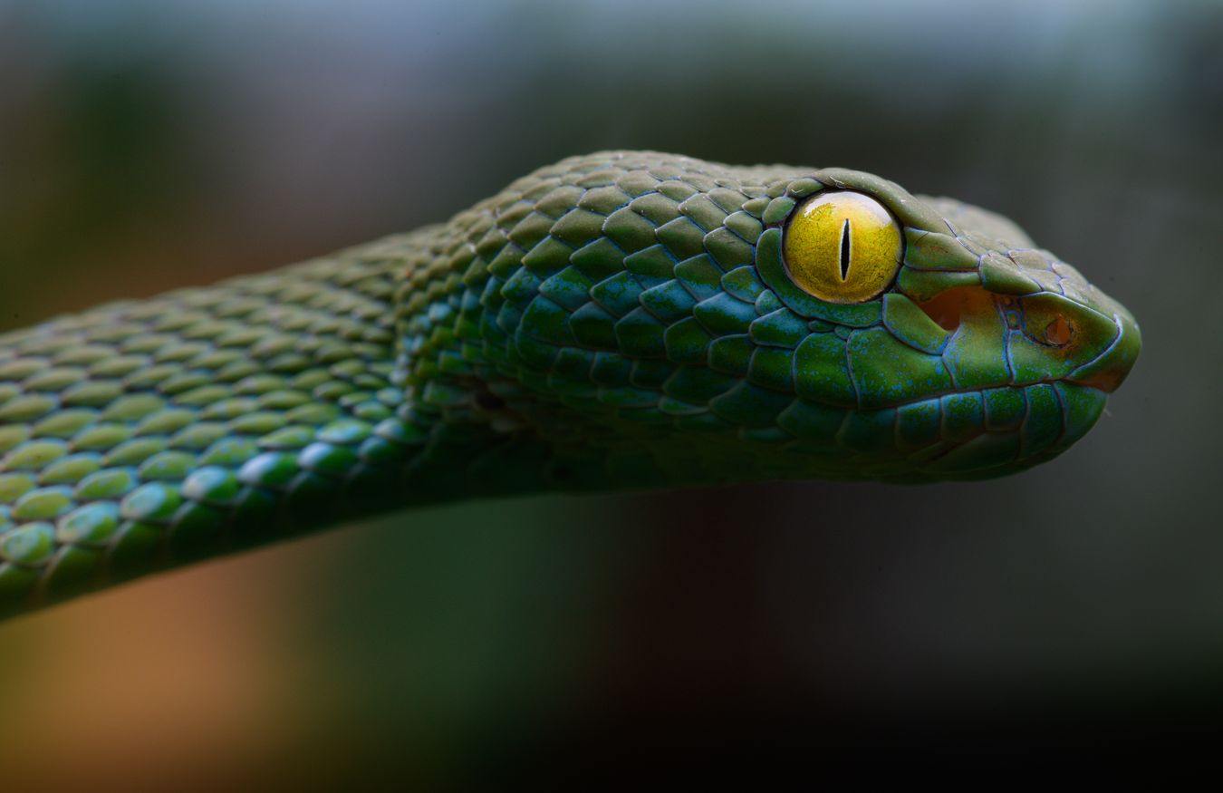 Víbora arborícola de ojos grandes/ Trimeresurus macrops (Taiilandia)