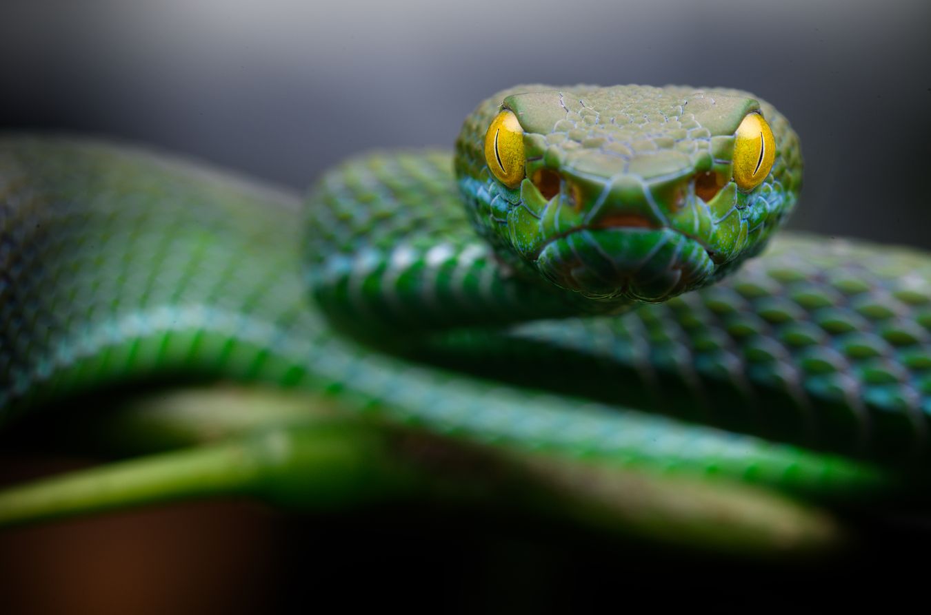 Víbora arborícola de ojos grandes/ Trimeresurus macrops (Taiilandia)