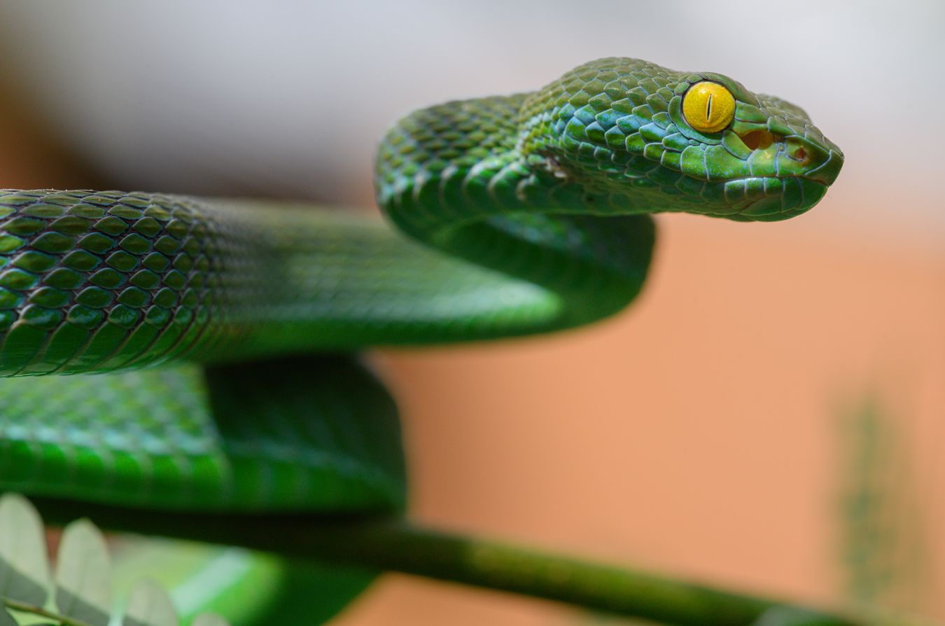 Víbora arborícola de ojos grandes/ Trimeresurus macrops (Taiilandia)