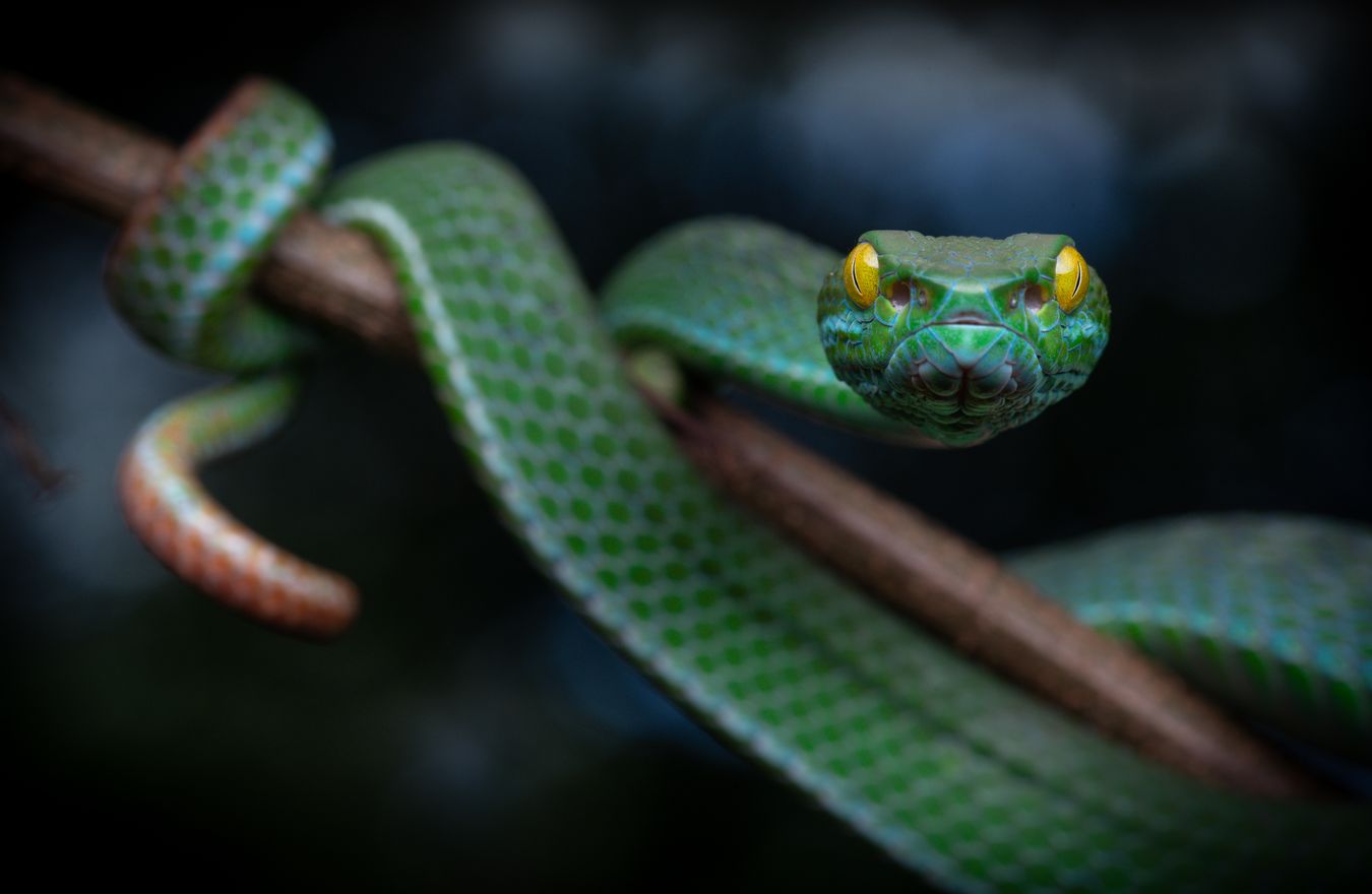 Víbora arborícola de ojos grandes/ Trimeresurus macrops (Taiilandia)