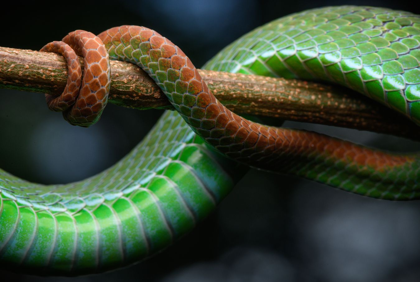 Víbora arborícola de ojos grandes/ Trimeresurus macrops (Taiilandia)