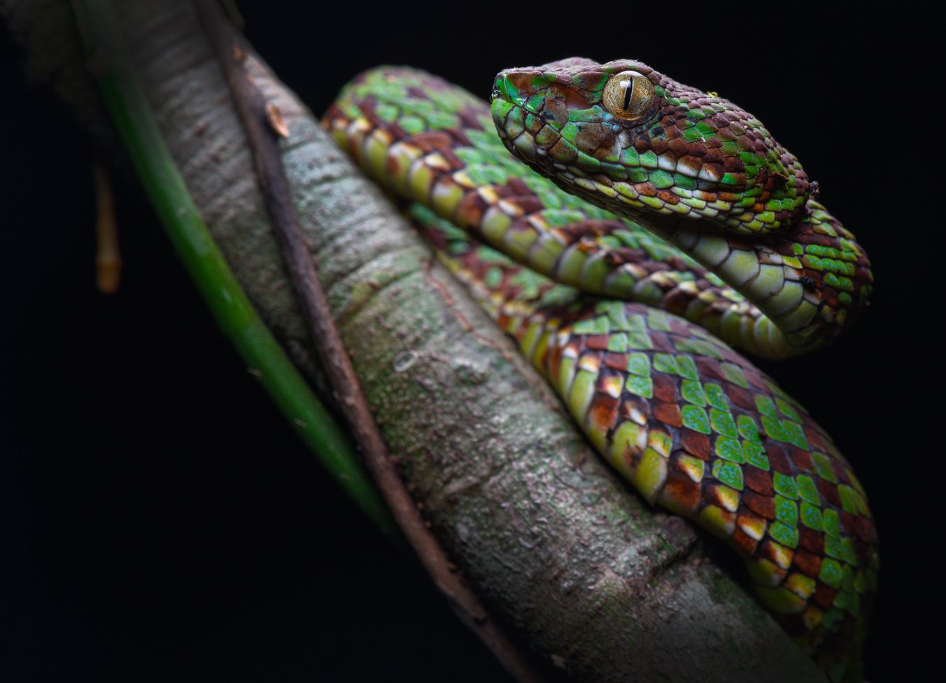 Víbora arborícola bonita/ Trimeresurus venustus (Tailandia)