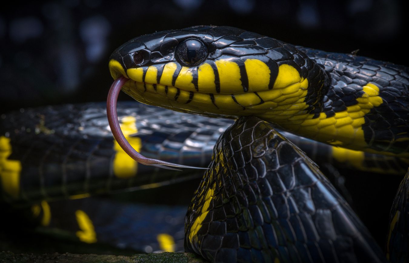 Serpiente gato del manglar/ Boiga melanota (Tailandia)