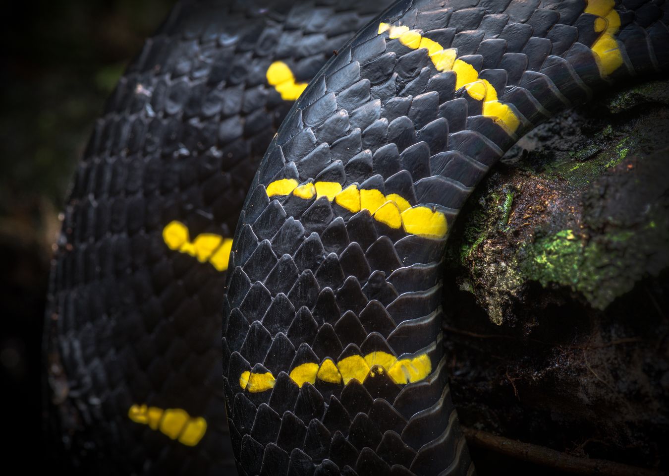 Serpiente gato del manglar/ Boiga melanota (Tailandia)