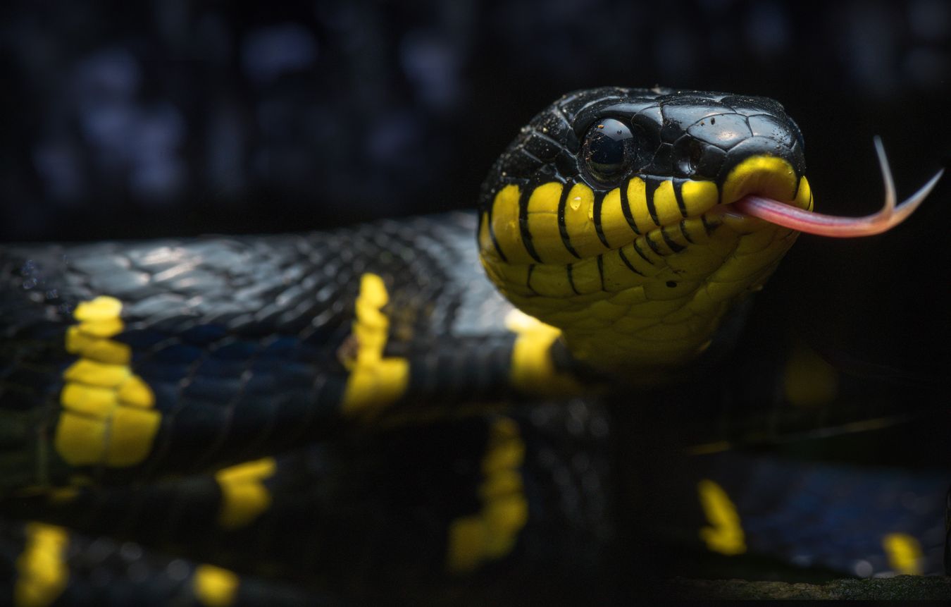 Serpiente gato del manglar/ Boiga melanota (Tailandia)