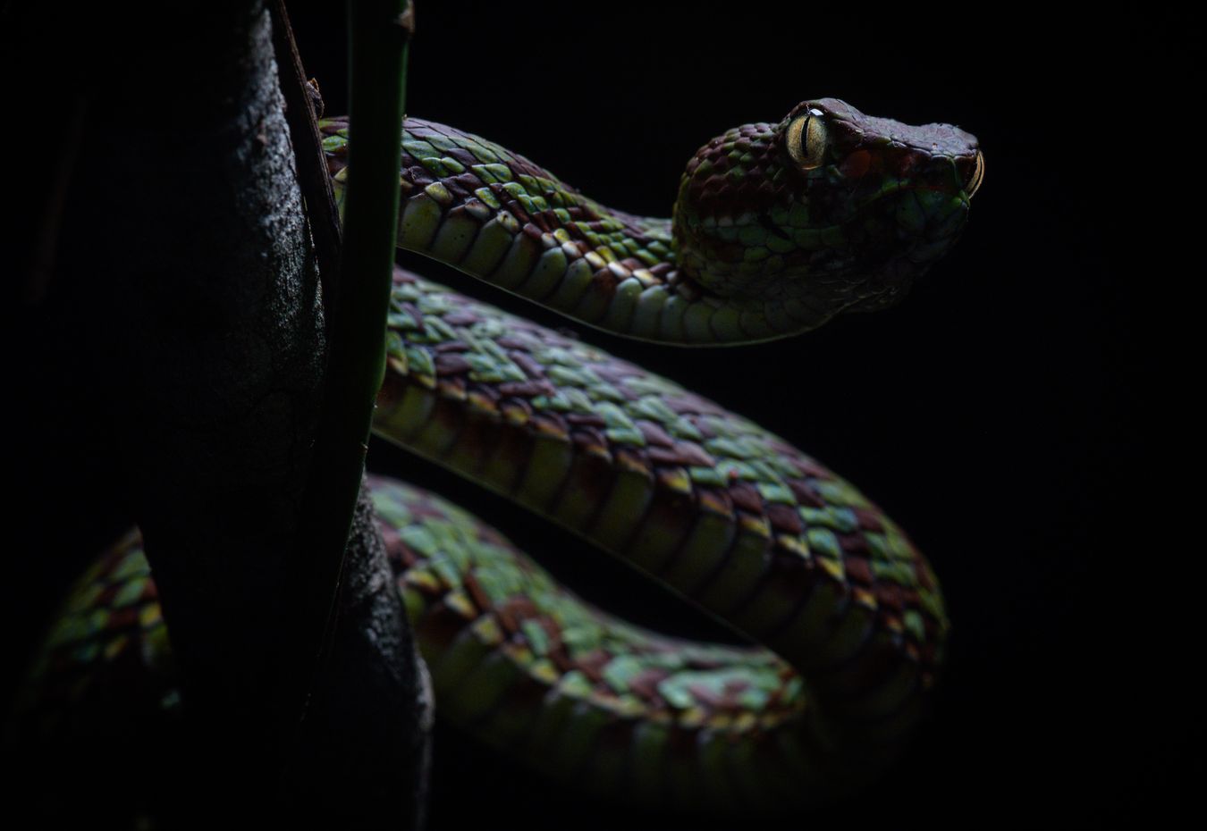 Víbora arborícola bonita/ Trimeresurus venustus (Tailandia)