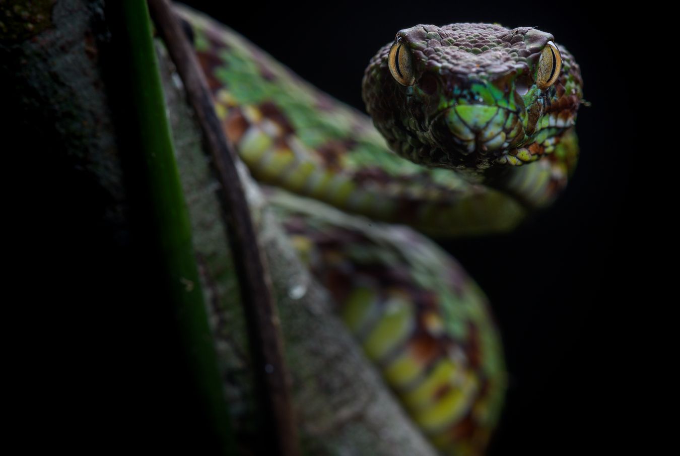 Víbora arborícola bonita/ Trimeresurus venustus (Tailandia)