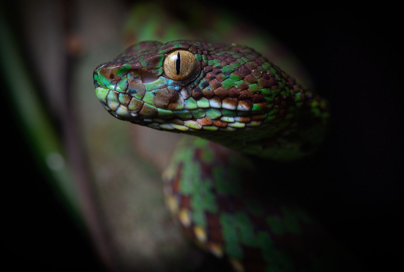 Víbora arborícola bonita/ Trimeresurus venustus (Tailandia)