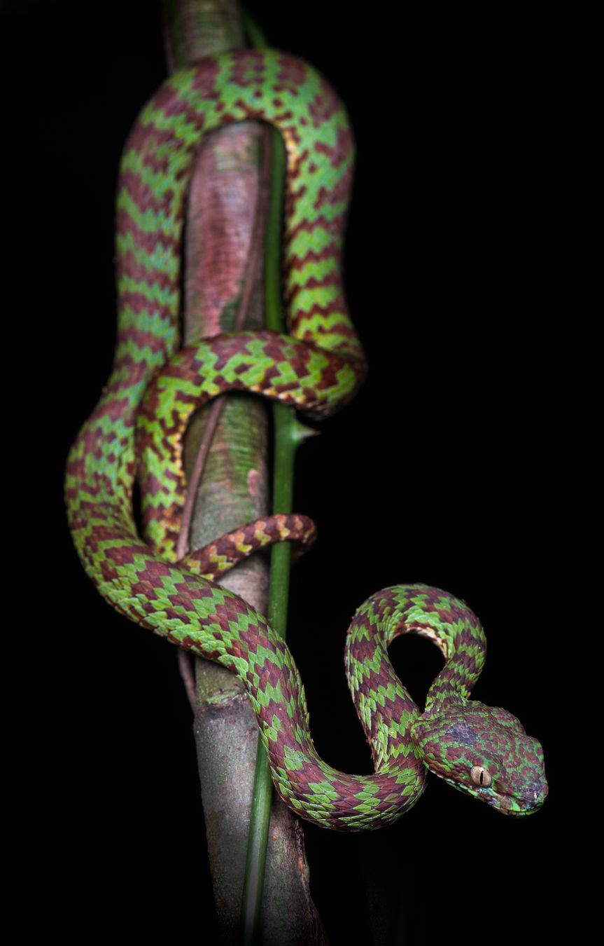 Víbora arborícola bonita/ Trimeresurus venustus (Tailandia)