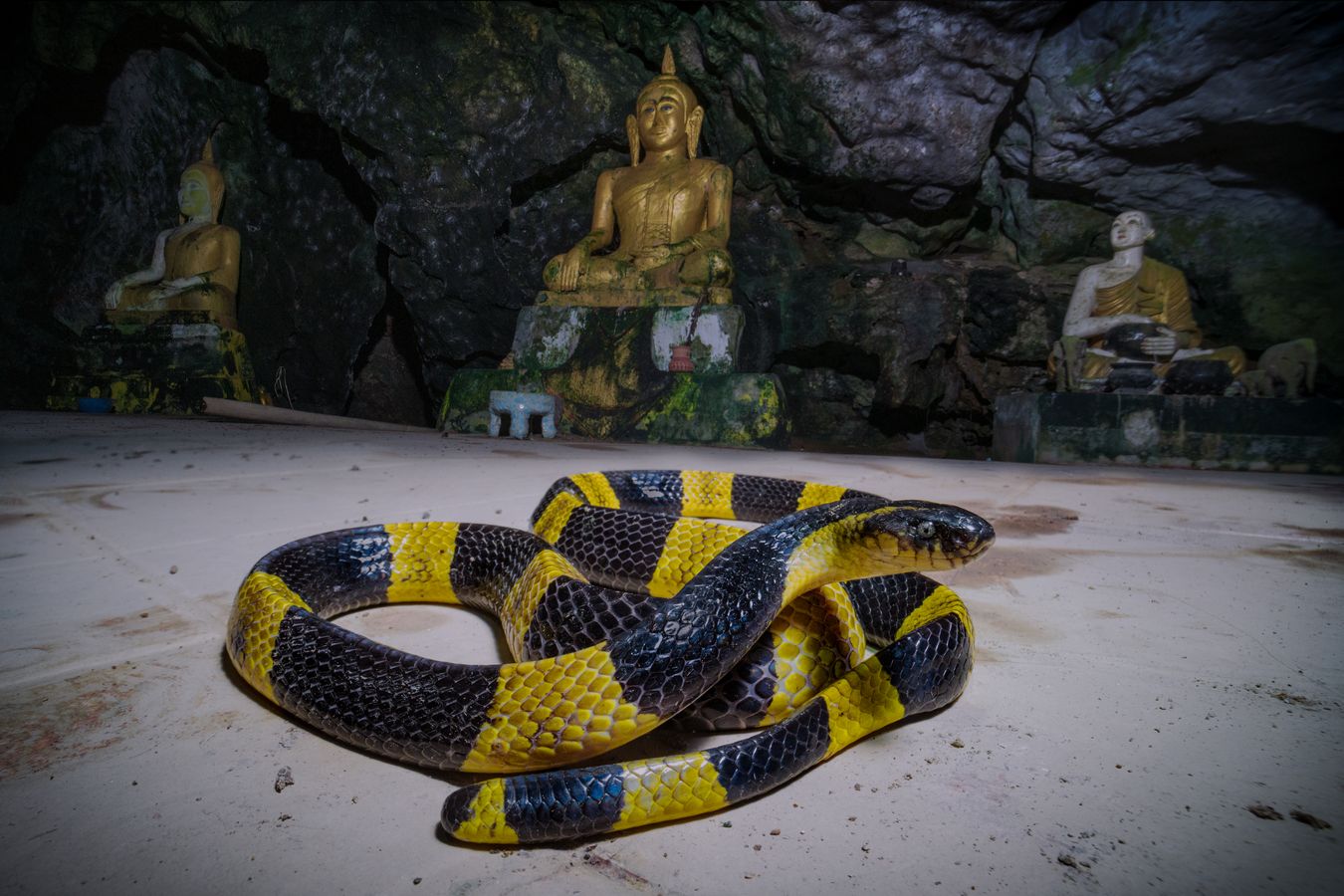 Krait de bandas/ Bungarus fasciatus (Tailandia)