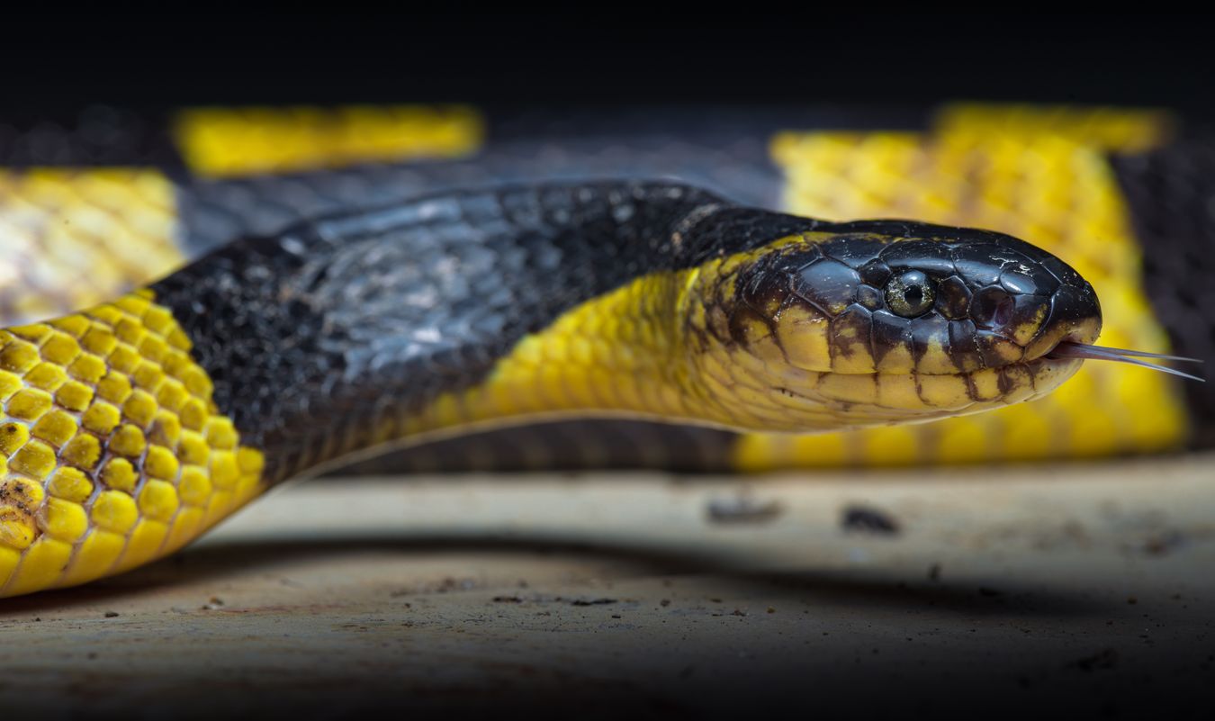 Krait de bandas/ Bungarus fasciatus (Tailandia)