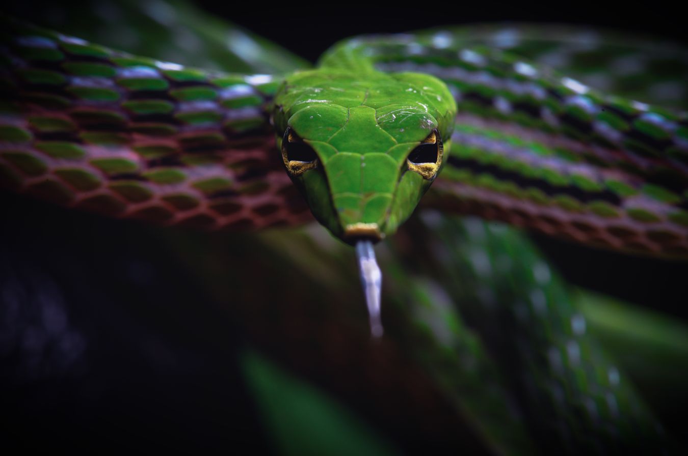 Serpiente liana oriental/ Ahaetulla prasina (Tailandia)