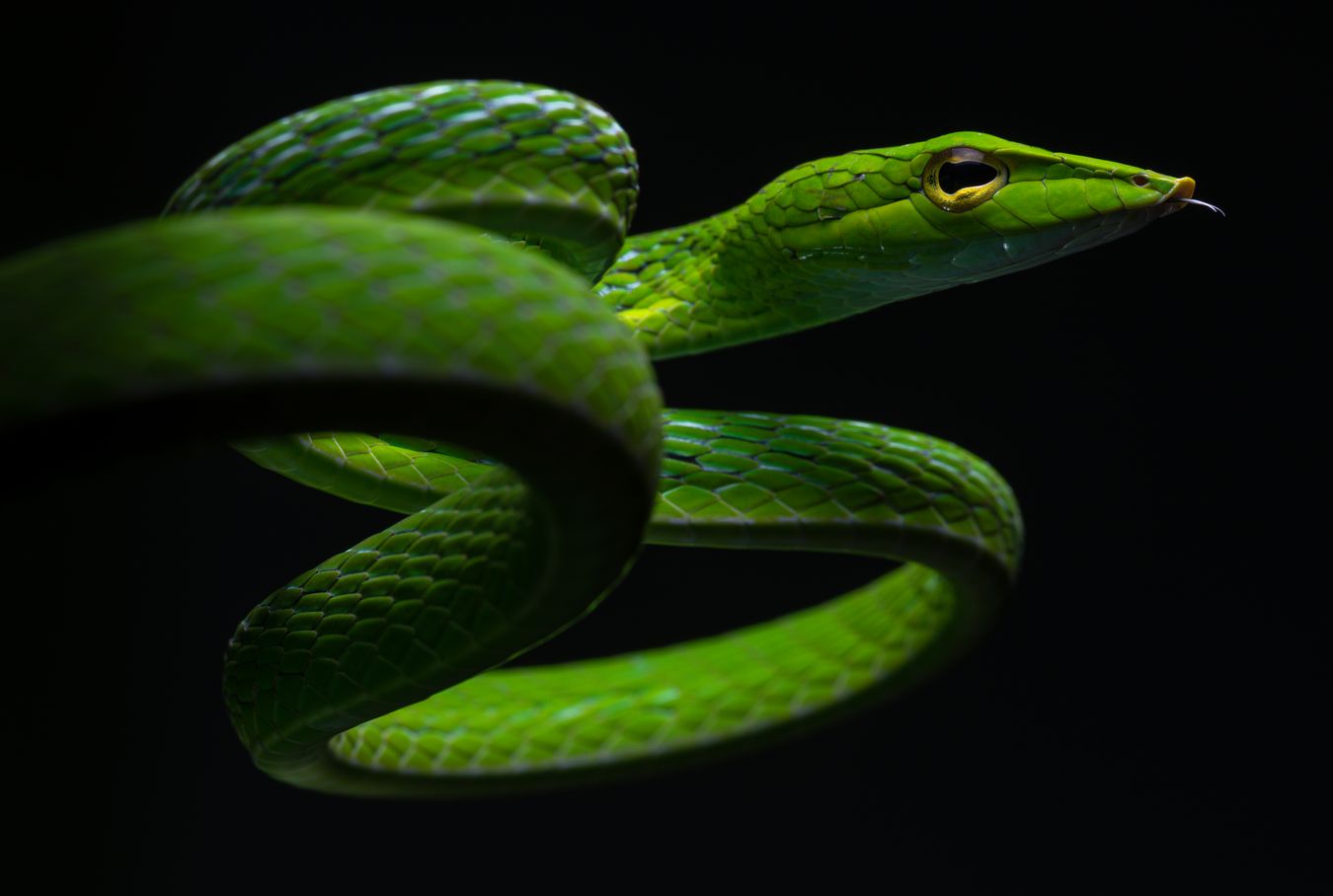 Serpiente liana oriental/ Ahaetulla prasina (Tailandia)