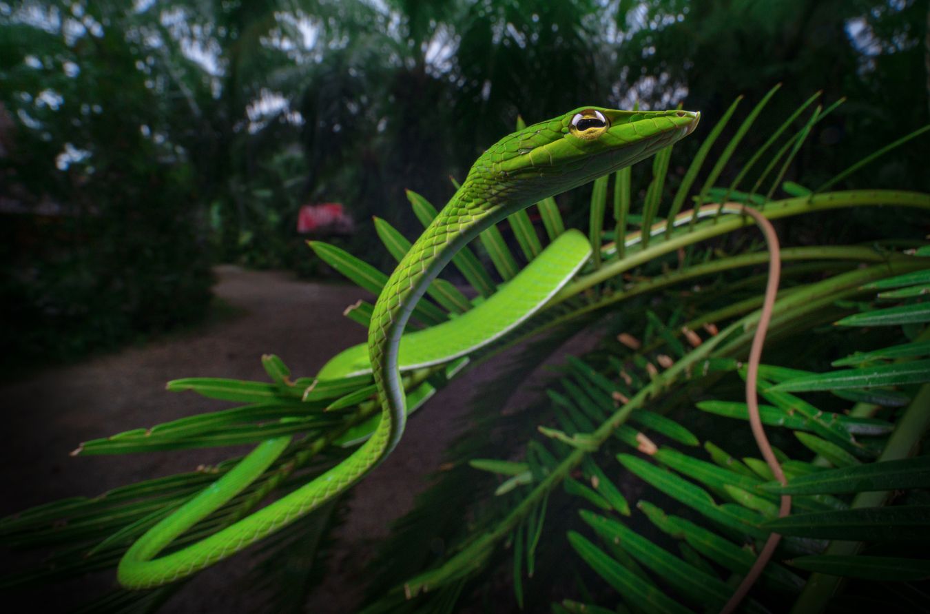 Serpiente liana oriental/ Ahaetulla prasina (Tailandia)