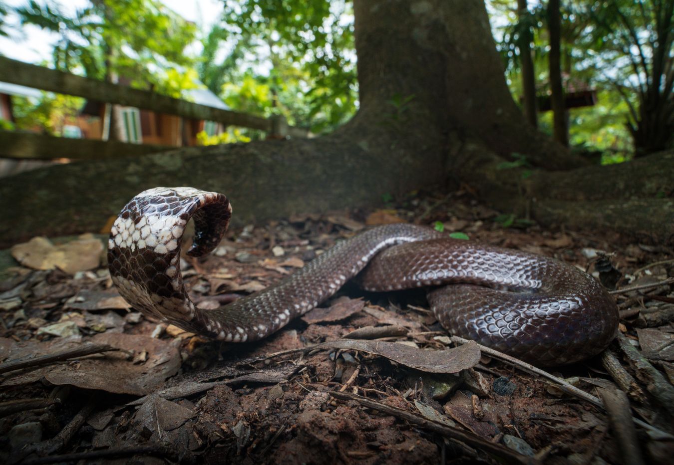 Serpiente tubo/ Cylindrophis jodiae (Tailandia)